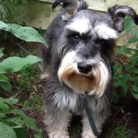 Karen A. Levy's profile image