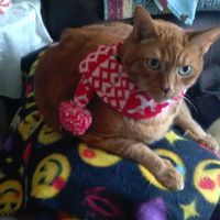 Tina Territo's profile image
