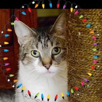 Sue McGaffin Reinke's profile image
