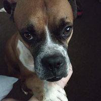 Lisa McKee's profile image