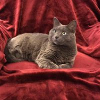 Janet Highet's profile image