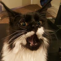 Mary K. Tice's profile image