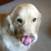 Kc Holland's profile image