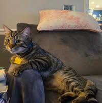 Melissa Knox's profile image