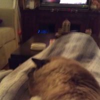 Susan Sturm's profile image