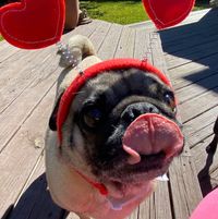 Amanda Lovell's profile image