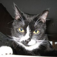 Karen Cut's profile image