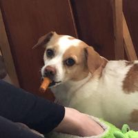 Danielle Pfeifle's profile image