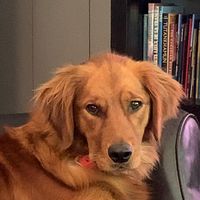 Maribeth Archambeau Dangel's profile image
