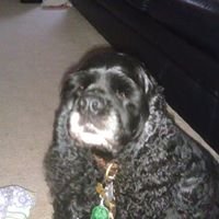 Sandra PerryCampbell's profile image