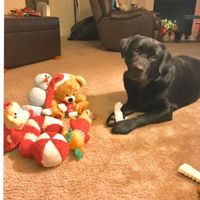 Marsha Marten-Stevens's profile image