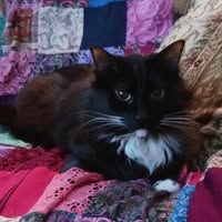 Nancy Wolf's profile image