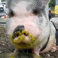 Orson Bison Piegie's profile image
