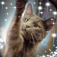 Diana Stokes's profile image