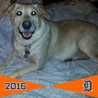 Joann Wilk's profile image