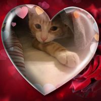 Stacey Simkins's profile image