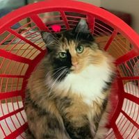 Rebecca Tremaglio's profile image
