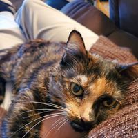 Sammi Jeanne's profile image