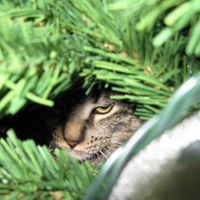 Elise Manicke's profile image