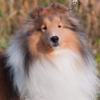 Dionne Kinjerski's profile image