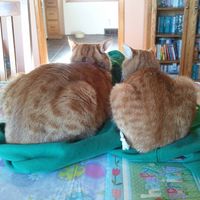Donna Phillips's profile image