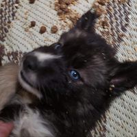 Thomas Peloquin's profile image