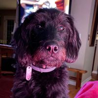Bobi Sherwood's profile image
