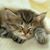 Julia Cvelbar Ramage's profile image