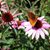 Frani Fulmer's profile image