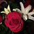 Heather Patrick's profile image