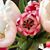 Rob Cindy Steigerwald's profile image