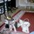Shirley Shoop's profile image