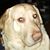 Leslee Brown's profile image