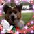 Faye Badgero's profile image
