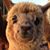 Sheila Doell's profile image
