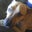 Lisa McCrone Johnson's profile image