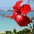 Celines Rodriguez-Torres's profile image