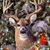 Pam Bowman's profile image