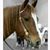 Mary Ringgenberg Thompson's profile image