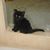 Smudgie Smush-smush's profile image