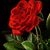 Laura Cherry Haggett's profile image