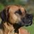 Laura Koester's profile image