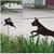 Vickie Perrine's profile image