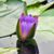 Sharon Swim Lane's profile image