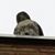 Liz Josellis's profile image
