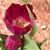 June Berment Callender's profile image