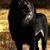 Hollis Styles's profile image