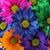 Gladys Williams's profile image