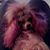Amber Purple Poodle's profile image