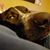 Tina Breister's profile image
